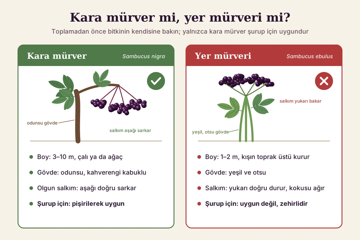 Kara mürver (Sambucus nigra) ile yer mürveri (Sambucus ebulus) farkı: odunsu gövde ve aşağı sarkan salkım ile otsu gövde ve yukarı bakan salkım