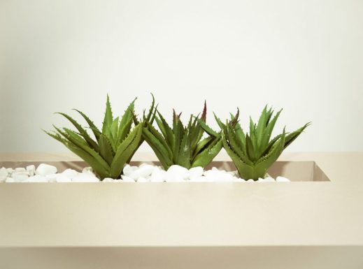 Aloe Vera Nedir? İnsan Sağlığı İçin Önemi Nelerdir?