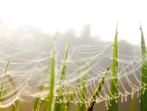 Aloe Vera Nedir? İnsan Sağlığı İçin Önemi Nelerdir?