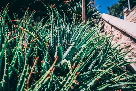 Aloe Vera Nedir? İnsan Sağlığı İçin Önemi Nelerdir?